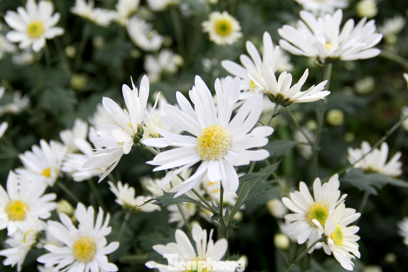 Vườn cúc họa mi trái mùa ở Trung tâm CNSH TP Đà Nẵng là điểm check in quen thuộc, rất được người dân yêu thích. Cứ sau Tết Nguyên đán, cúc họa mi lại nở rộ, trắng muốt tinh khôi. Ảnh: Giang Thanh Vườn cúc họa mi trái mùa ở Trung tâm CNSH TP Đà Nẵng là điểm check in quen thuộc, rất được người dân yêu thích. Cứ sau Tết Nguyên đán, cúc họa mi lại nở rộ, trắng muốt tinh khôi. Ảnh: Giang Thanh