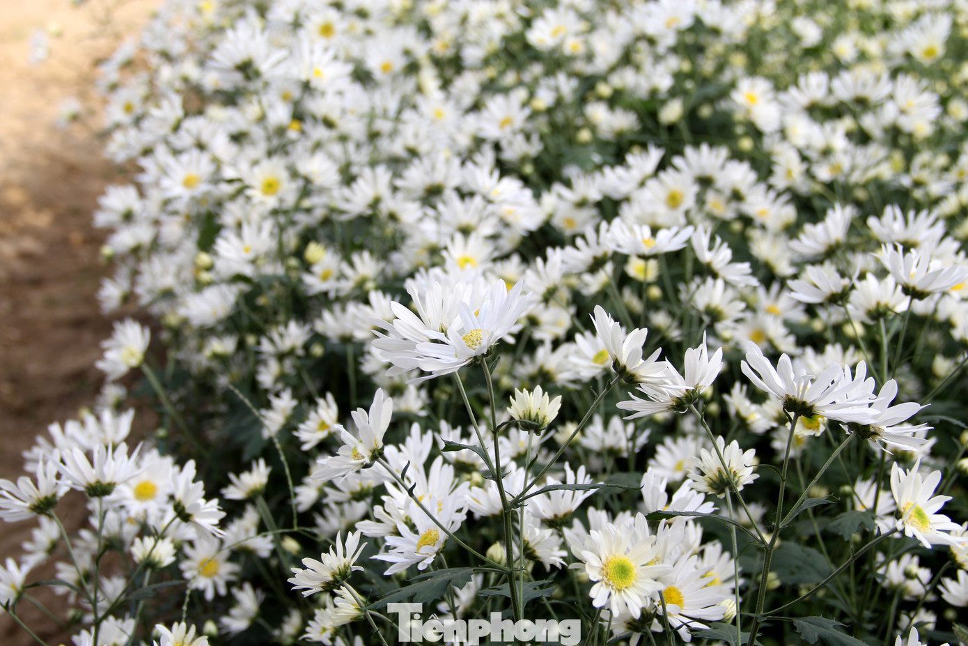 Vườn cúc họa mi trái mùa ở Trung tâm CNSH TP Đà Nẵng là điểm check in quen thuộc, rất được người dân yêu thích. Cứ sau Tết Nguyên đán, cúc họa mi lại nở rộ, trắng muốt tinh khôi. Ảnh: Giang Thanh Vườn cúc họa mi trái mùa ở Trung tâm CNSH TP Đà Nẵng là điểm check in quen thuộc, rất được người dân yêu thích. Cứ sau Tết Nguyên đán, cúc họa mi lại nở rộ, trắng muốt tinh khôi. Ảnh: Giang Thanh