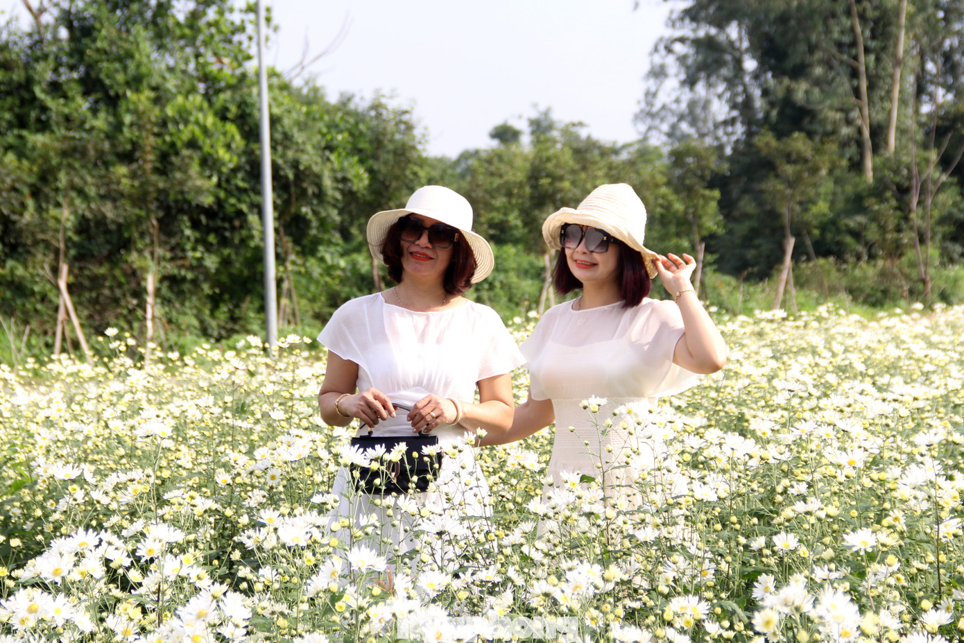 Được biết, vườn hoa sẽ mở cửa phục vụ người dân và du khách miễn phí, liên tục cho đến khi hoa tàn. Trung tâm cũng bố trí thêm 2 luống hoa để bán cho người dân có nhu cầu với giá 20.000 đồng/cây hoặc 50.000 đồng/chậu. Ảnh: Giang Thanh Được biết, vườn hoa sẽ mở cửa phục vụ người dân và du khách miễn phí, liên tục cho đến khi hoa tàn. Trung tâm cũng bố trí thêm 2 luống hoa để bán cho người dân có nhu cầu với giá 20.000 đồng/cây hoặc 50.000 đồng/chậu. Ảnh: Giang Thanh