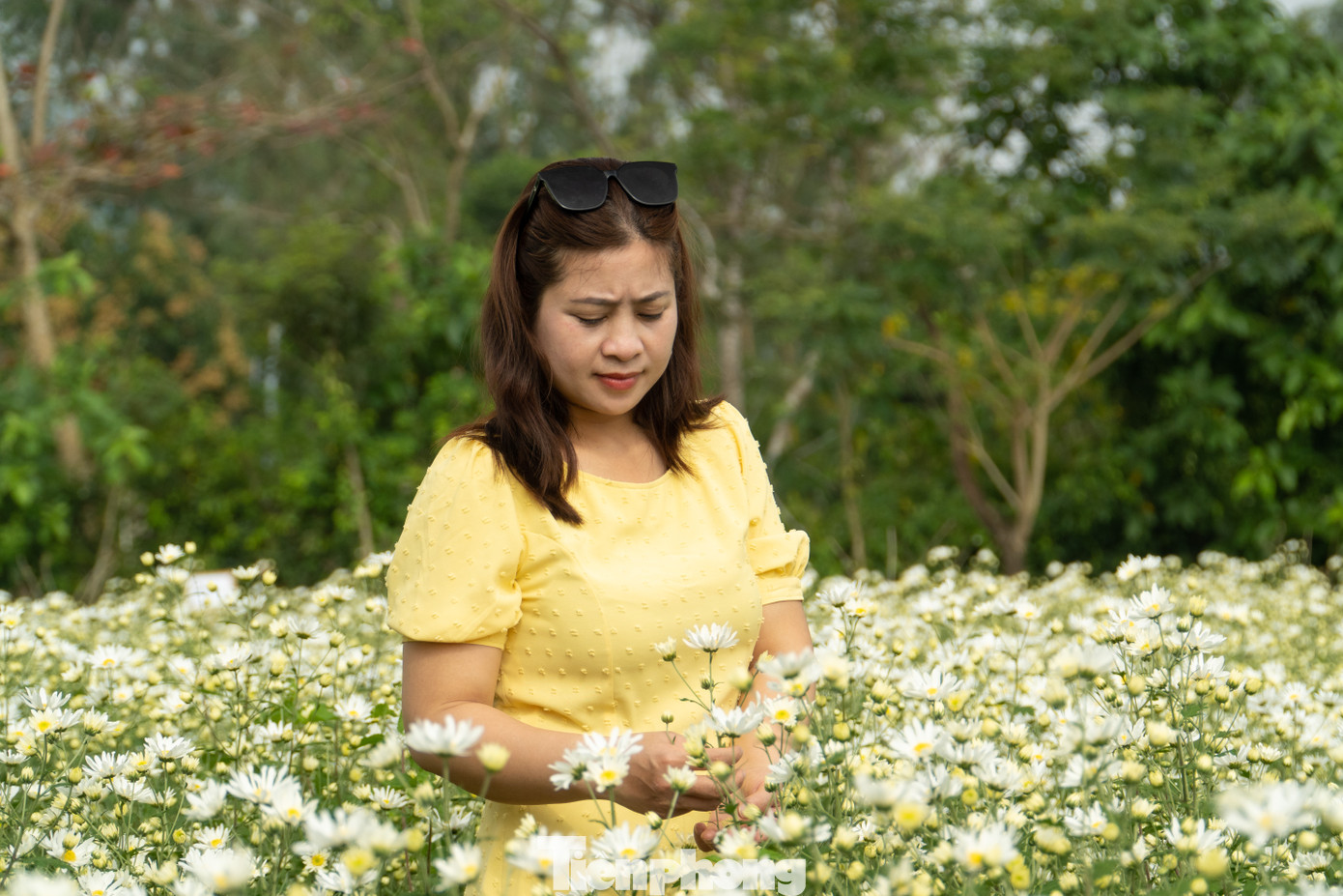 Thấy thông tin vườn hoa mở cửa, chị Phạm Thị Quyên (quận Thanh Khê) rủ thêm bạn bè và chuẩn bị 3 bộ trang phục để chụp hình cùng cúc họa mi. "Cả vườn cúc trắng muốt, mong manh trong sương sớm thực sự rất đẹp và ấn tượng. Đây cũng là lần đầu tôi được chiêm ngưỡng vườn họa mi nở trái mùa", chị Quyên nói. Ảnh: Giang Thanh Thấy thông tin vườn hoa mở cửa, chị Phạm Thị Quyên (quận Thanh Khê) rủ thêm bạn bè và chuẩn bị 3 bộ trang phục để chụp hình cùng cúc họa mi. "Cả vườn cúc trắng muốt, mong manh trong sương sớm thực sự rất đẹp và ấn tượng. Đây cũng là lần đầu tôi được chiêm ngưỡng vườn họa mi nở trái mùa", chị Quyên nói. Ảnh: Giang Thanh