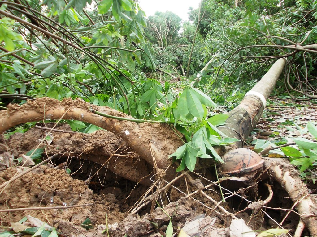 Nhiều cây cao su bị gió giật trơ gốc