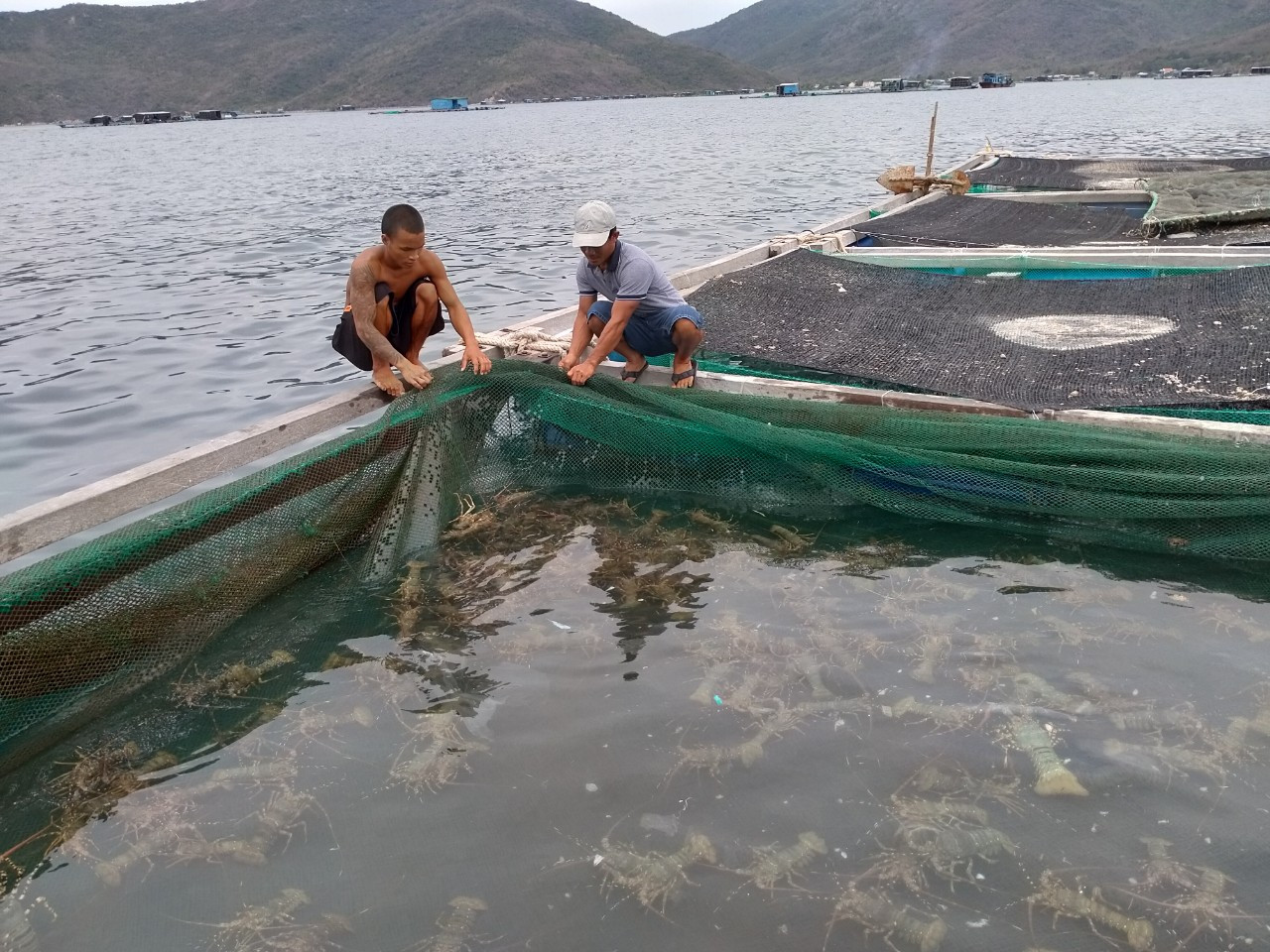 Người dân nuôi tôm hùm giống ở huyện Vạn Ninh, tỉnh Khánh Hòa. Ảnh: K.S.