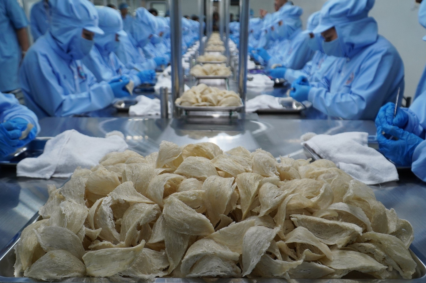 Công nhân sơ chế tổ yến Sanvinest để xuất khẩu sang Trung Quốc. Ảnh: C.H.