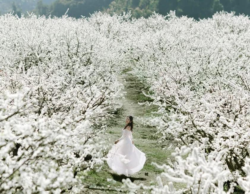 Mộc Châu dự kiến đón khoảng 980.000 lượt khách trong tháng đầu năm Ất Tỵ Mộc Châu dự kiến đón khoảng 980.000 lượt khách trong tháng đầu năm Ất Tỵ