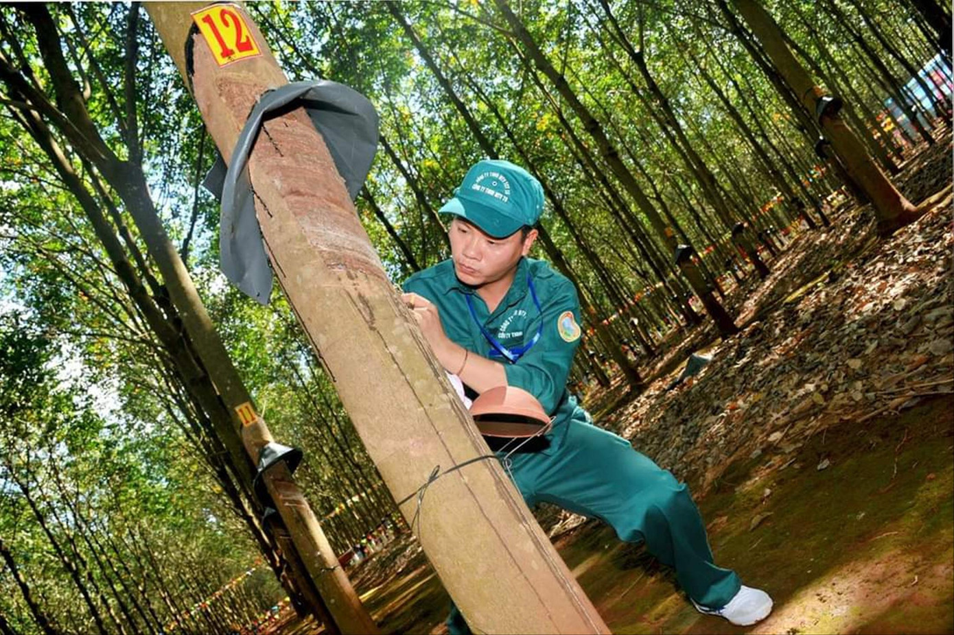 Công nhân Đoàn Văn Giáp tham gia Hội thi Thợ giỏi khai thác mủ cao su Binh đoàn 15 năm 2022