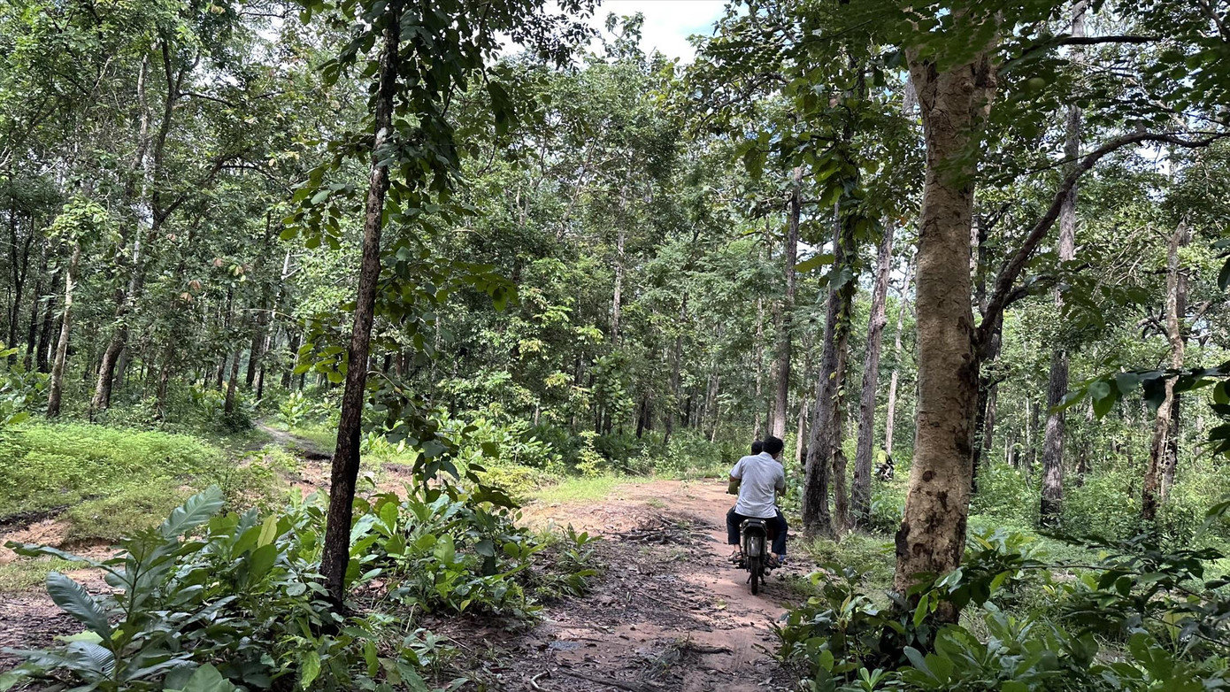 Có nhiều cây gỗ quý nằm trong khu vực rừng dự kiến được chuyển đổi làm hồ thủy lợi Ka Pét. Ảnh: C.H Có nhiều cây gỗ quý nằm trong khu vực rừng dự kiến được chuyển đổi làm hồ thủy lợi Ka Pét. Ảnh: C.H