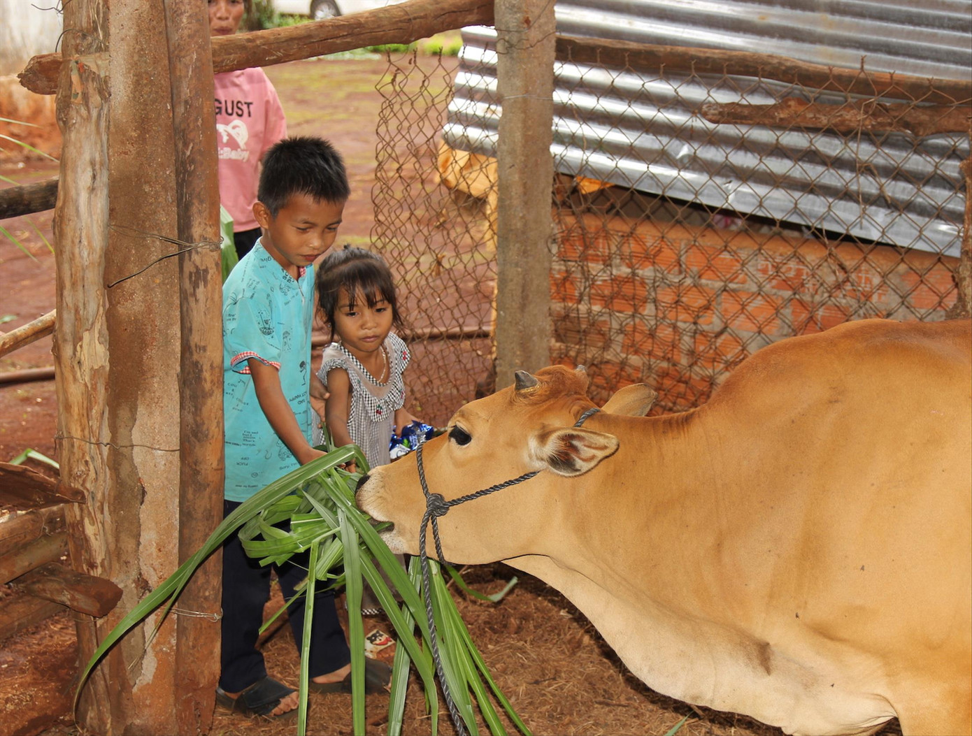 Phúc và em gái cho bò ăn