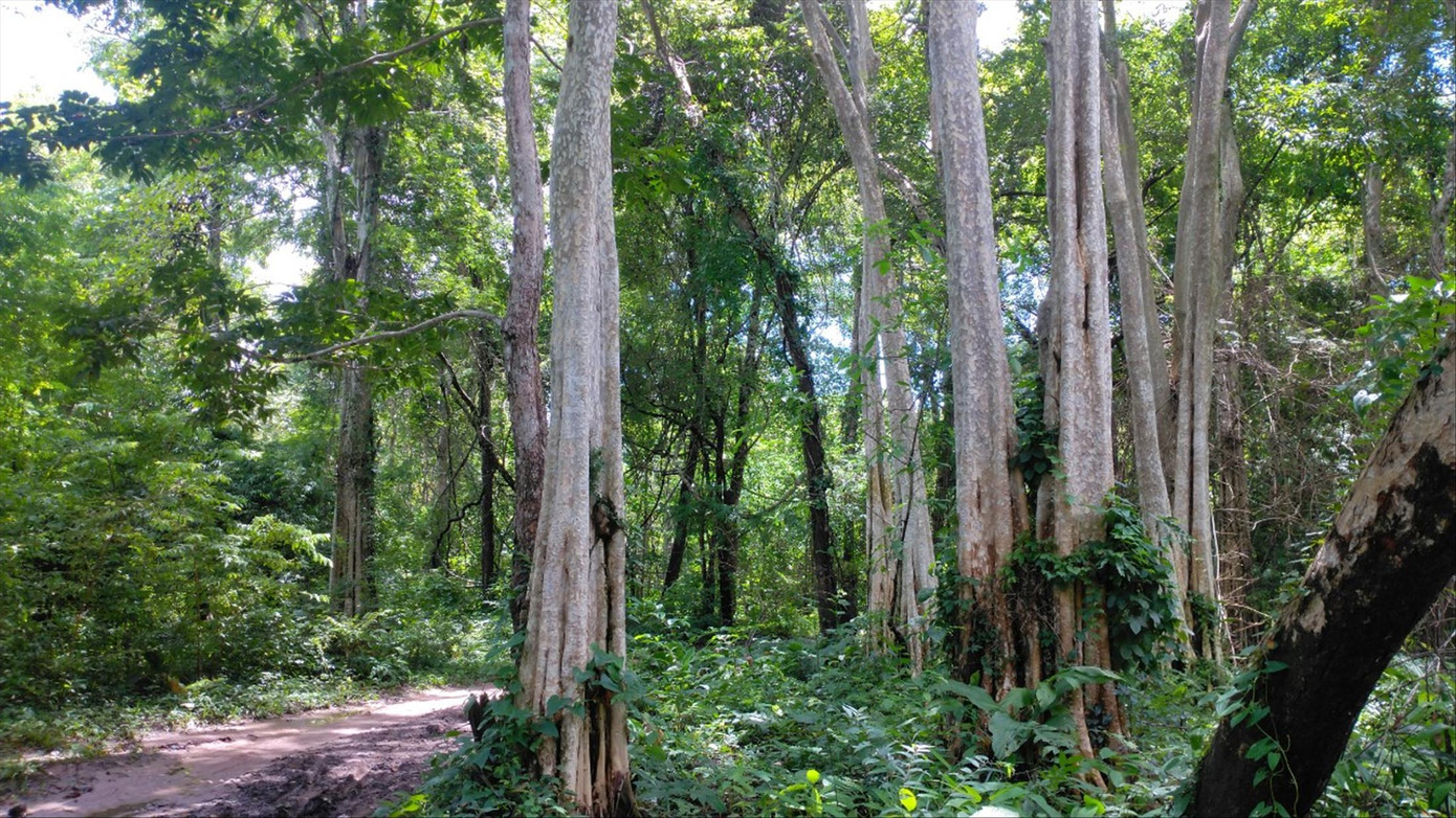 Dự án hồ thủy lợi Ka Pét cần đánh giá tác động chuyển đổi đất rừng Dự án hồ thủy lợi Ka Pét cần đánh giá tác động chuyển đổi đất rừng