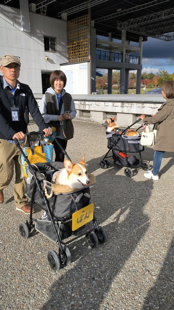 Thú cưng ngồi xe nôi, được những người Nhật gọi là tình yêu bốn chân