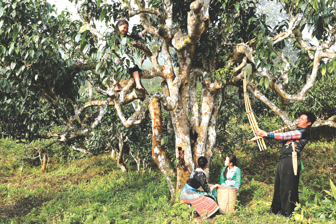 Tiếng khèn Mông vang vọng giữa đại ngàn