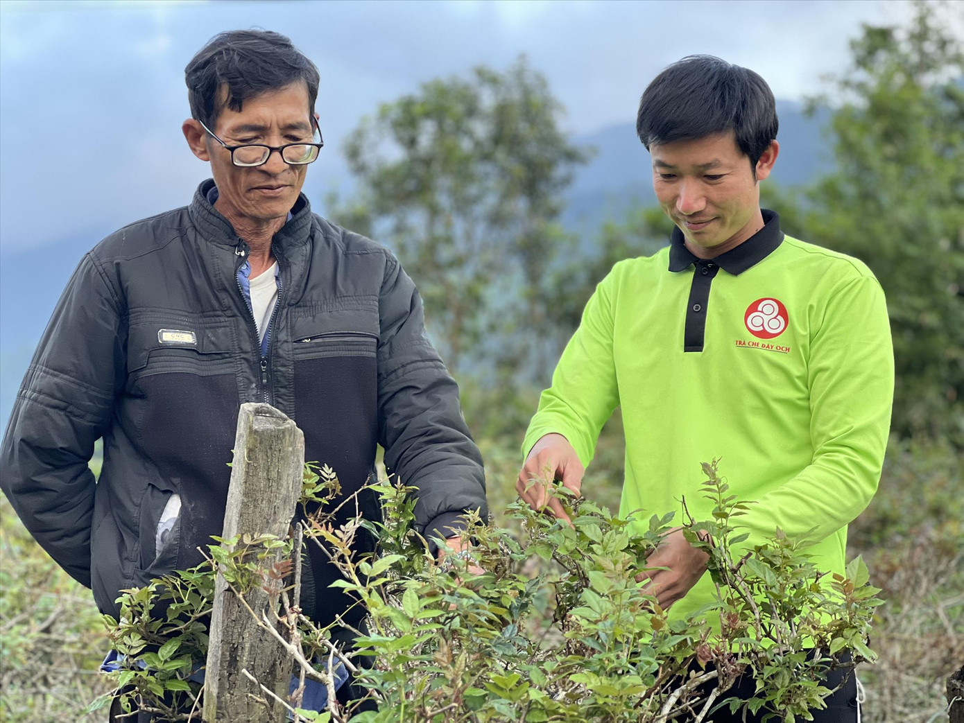 Anh Hà Văn Hưng hướng dẫn người dân trồng và thu hoạch chè dây hiệu quả. Ảnh: Thái Lâm