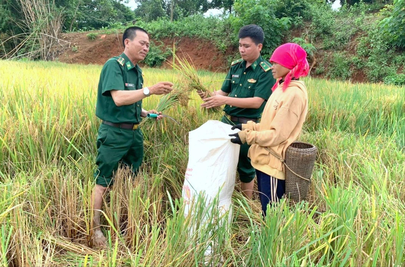 Cán bộ, chiến sĩ Đồn Biên phòng Hướng Phùng trao đổi với người dân về việc chuyển đổi giống lúa mới cho năng suất cao. ẢNH: PV Cán bộ, chiến sĩ Đồn Biên phòng Hướng Phùng trao đổi với người dân về việc chuyển đổi giống lúa mới cho năng suất cao. ẢNH: PV