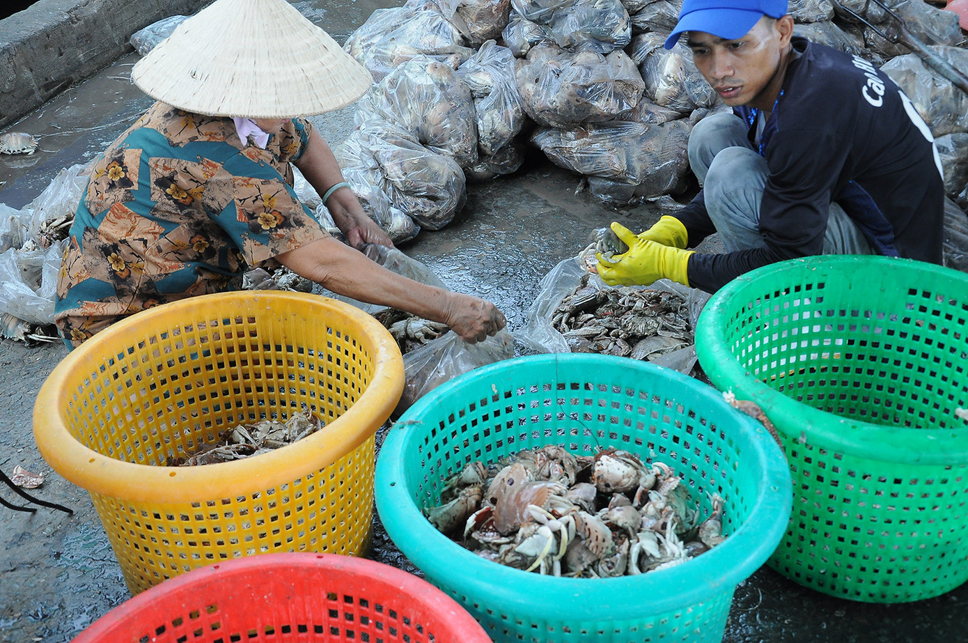 Mưu sinh ở cảng cá Trần Đề Mưu sinh ở cảng cá Trần Đề