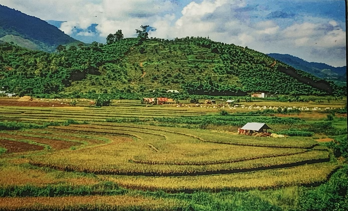 Đồng lúa Đam Rông. Ảnh: Tuấn Cường