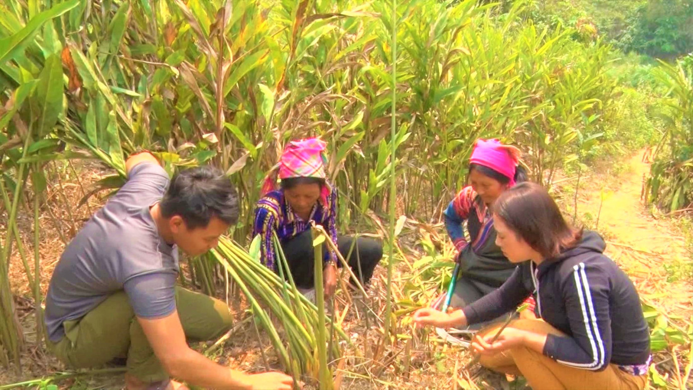 Bí thư, trưởng bản Phìn Khò Phùng Giò Xó hướng dẫn người dân trồng riềng (bìa trái). Ảnh: Đức Anh