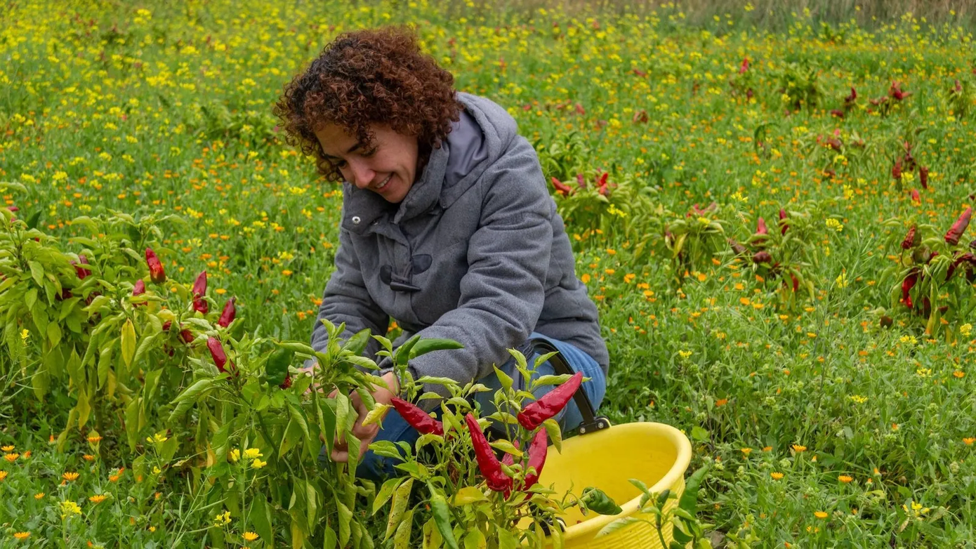 Cô Roberta Billitteri trồng đậu Badda và tiêu pipiddu, hai loại cây bản địa của Madonie
