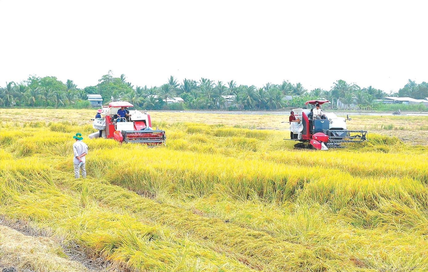 ĐBSCL sẽ triển khai 1 triệu ha lúa chất lượng cao hướng tới sự phát triển bền vững. Ảnh: Cảnh Kỳ