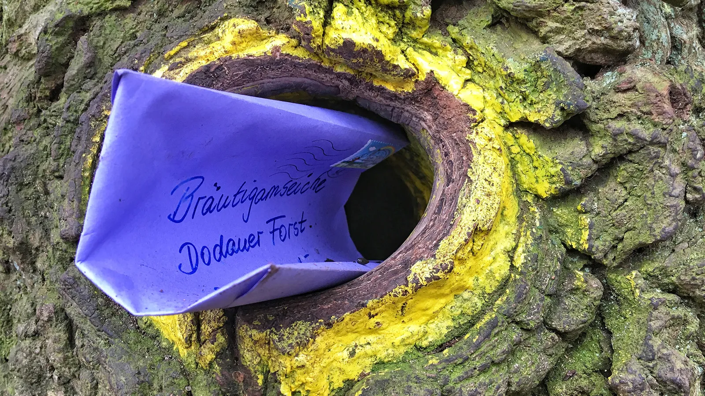 Lá thư của bà Denies nằm trong cái lỗ nhỏ của cây sồi