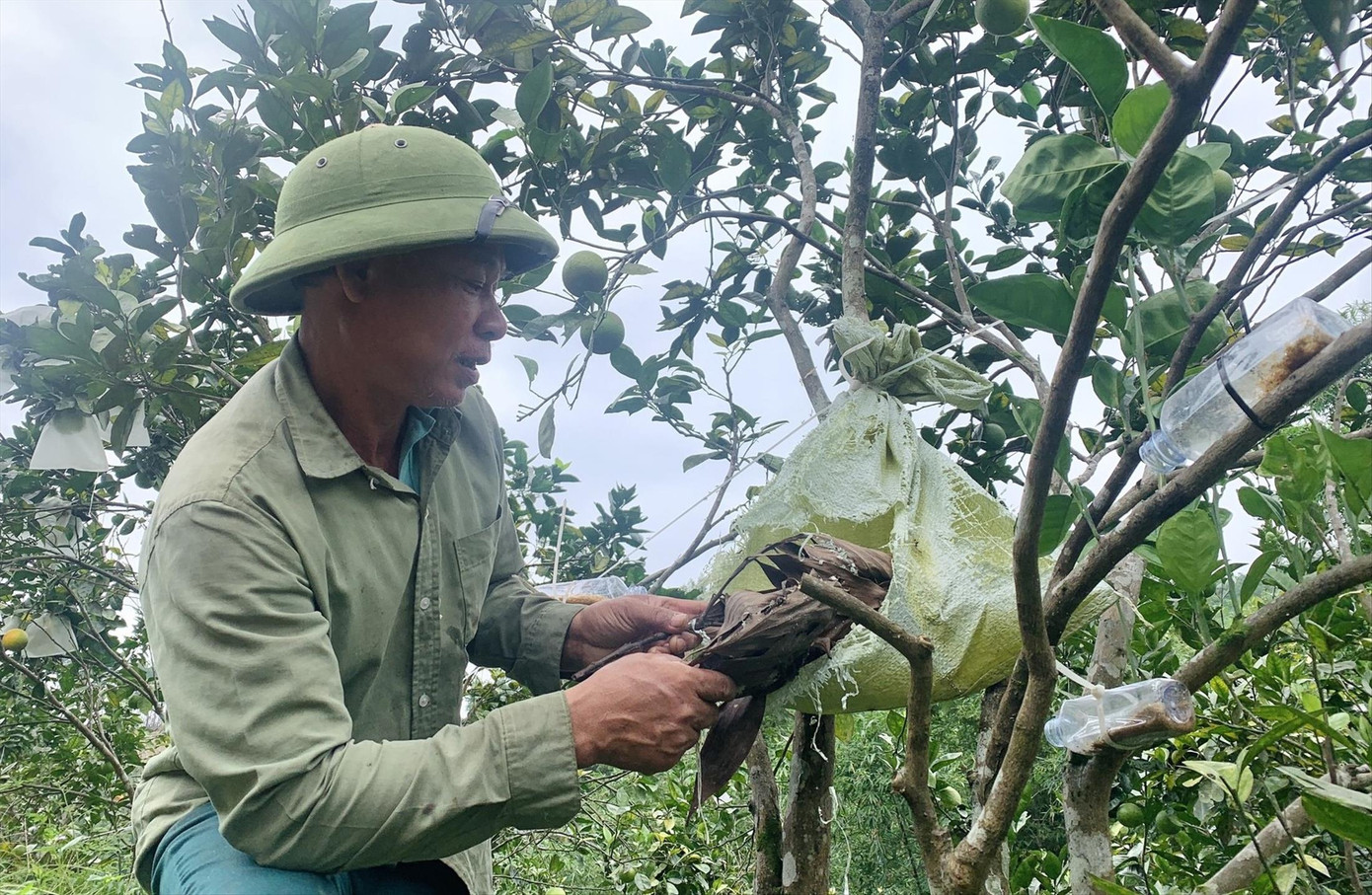 Ông Lê Quang Toại nuôi kiến thay thuốc bảo vệ thực vật
