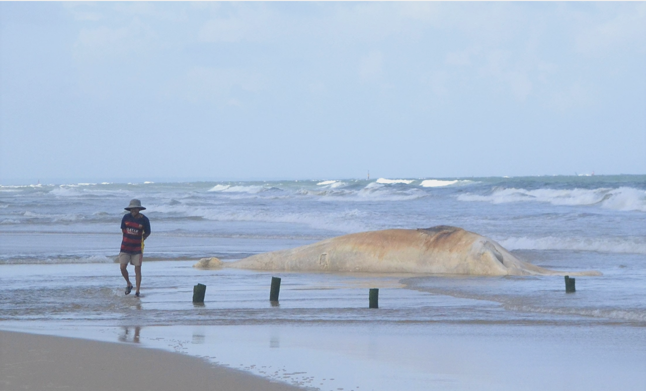 Cá Ông (cá voi) “lụy bờ” ở làng biển Hà Tây, xã Triệu An, huyện Triệu Phong Cá Ông (cá voi) “lụy bờ” ở làng biển Hà Tây, xã Triệu An, huyện Triệu Phong