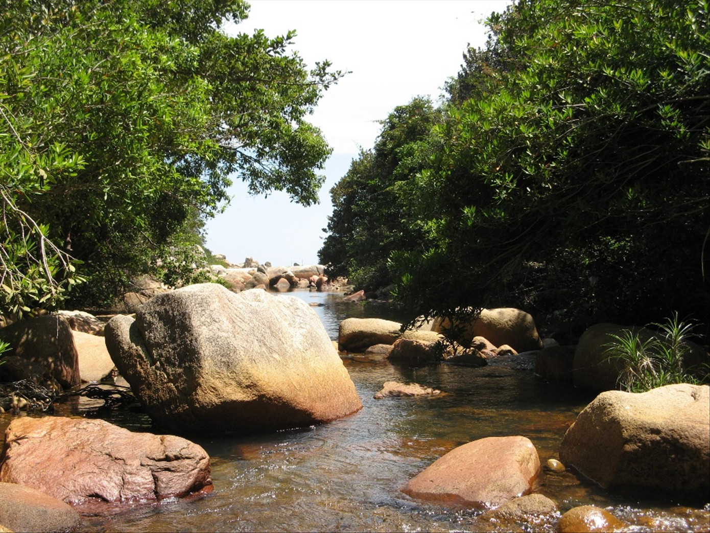 VQG Núi Chúa mang đặc trưng hệ sinh thái rừng khô hạn độc đáo của Việt Nam và Đông Nam Á