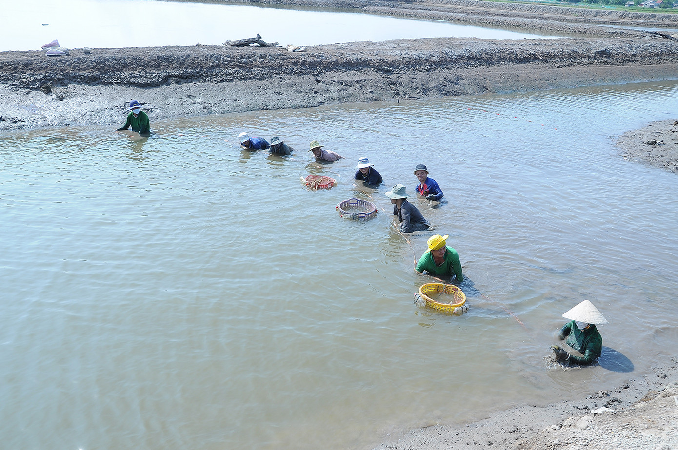 Người dân xã Long Hòa thu hoạch tôm càng xanh. Ảnh: Cảnh Kỳ Người dân xã Long Hòa thu hoạch tôm càng xanh. Ảnh: Cảnh Kỳ