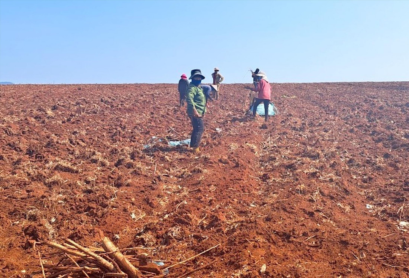 Người dân thu dọn trên diện tích cao su của Công ty TNHH MTV Cao su Mang Yang gần trụ sở UBND xã Hneng