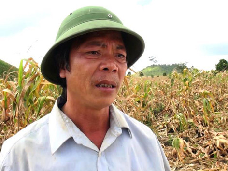  Ông Trần Quý Hòa bên ruộng ngô bị thối của mình