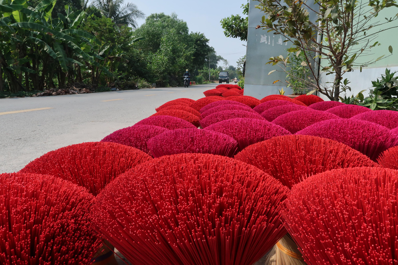 Những bó chân nhang được phơi xòe ra dưới nắng tựa những đóa hoa khoe sắc rực đỏ rất bắt mắt.