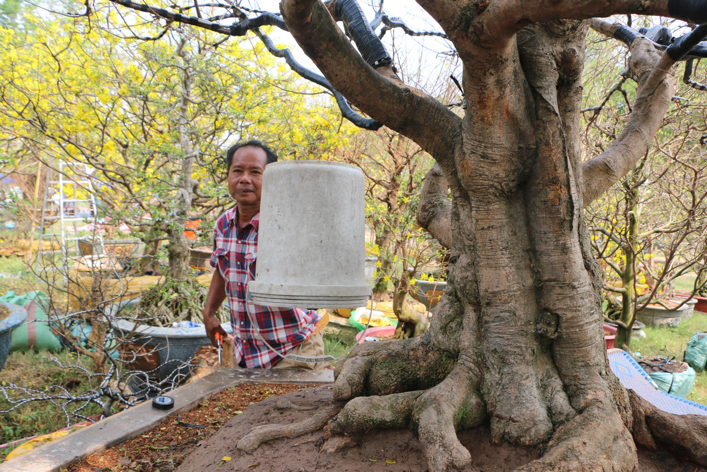 Chia sẻ thêm về cây mai “cụ” trăm năm tuổi này, anh Hải cho biết: “Nếu xét về tiêu chuẩn nhất đế, nhì thân, tam cành, tứ giống thì đây là một cây mai đẹp hoàn thiện, có thể nói đây là cây mai nằm trong top 10 cây mai khủng nhất ở miền Tây hiện nay”.