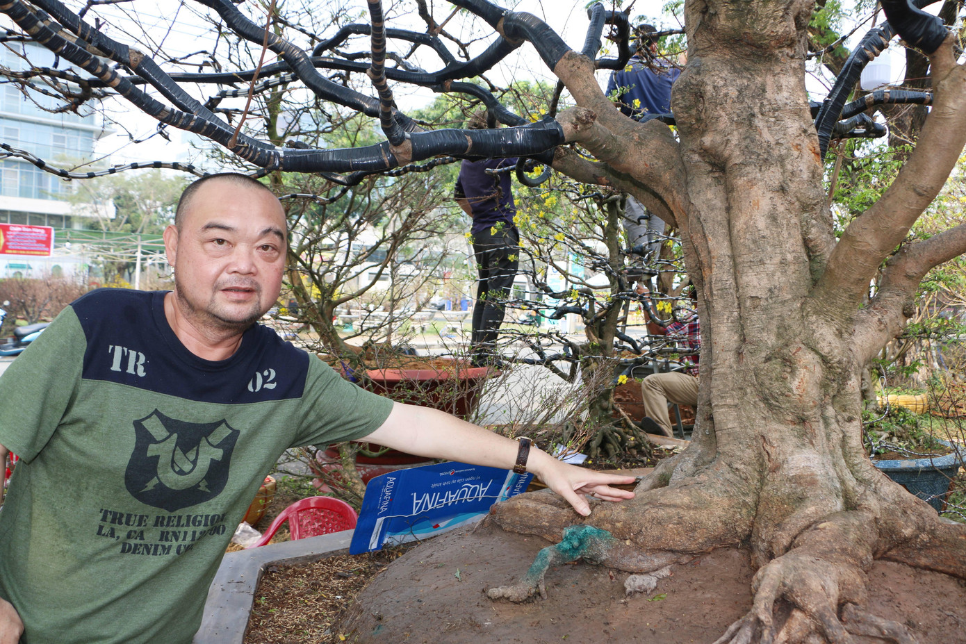 Theo anh Hải, cây mai vàng này có tuổi đời hơn 100 năm, cao khoảng 5,5 mét, tán rộng cũng khoảng 5,5 mét và có giá 4 tỷ đồng, anh hay gọi đây là cây Mai "cụ". Hiện anh để trưng bày và bán chứ không cho thuê.