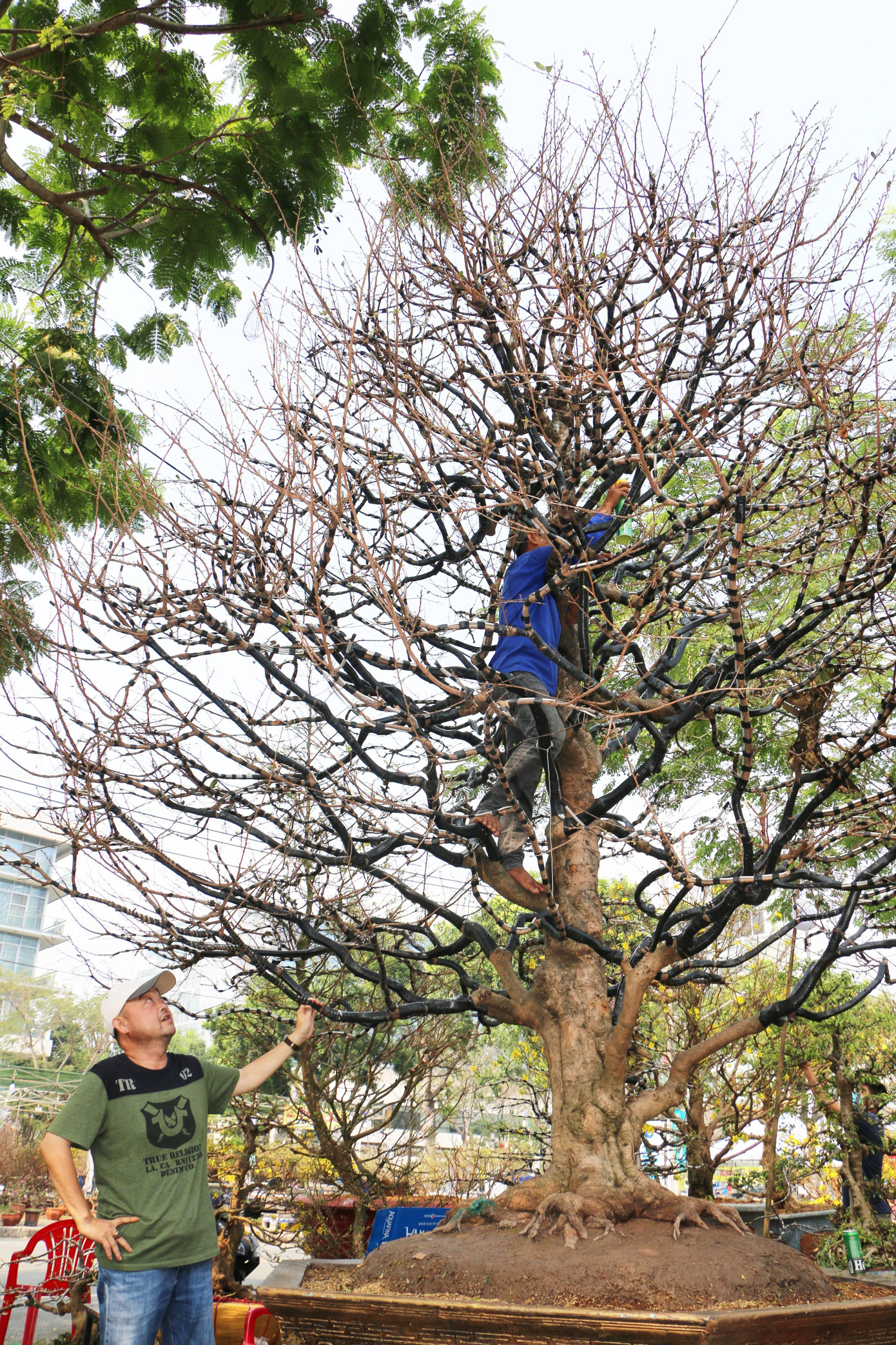 Bên cạnh cây vú sữa độc lạ, anh Hải còn mang đến chợ hoa xuân năm nay một cây mai "cụ" trăm năm tuổi có giá lên đến 4 tỷ đồng.