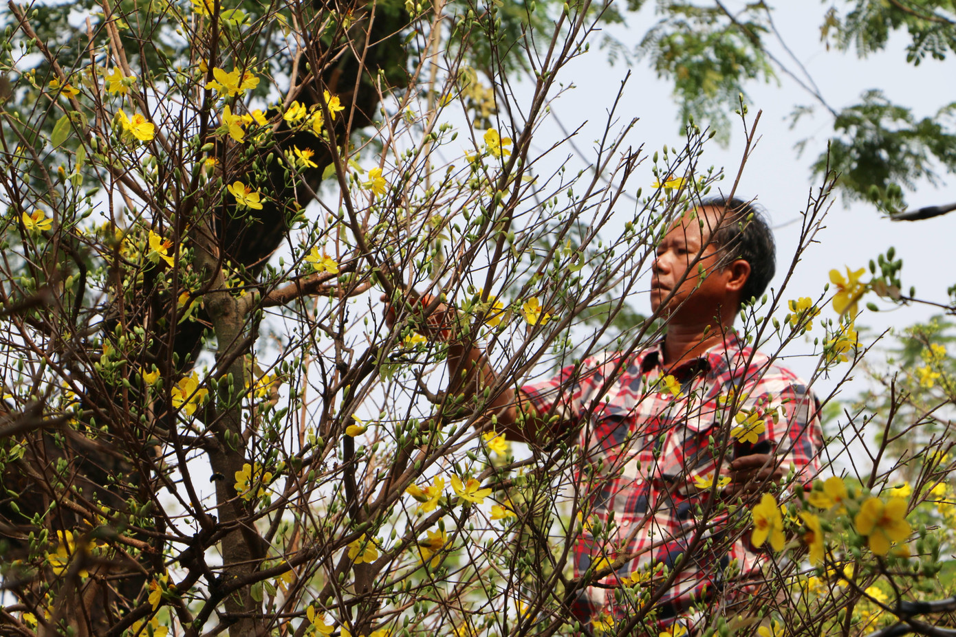 Nhiều cây mai vàng được tạo dáng hình độc đáo.