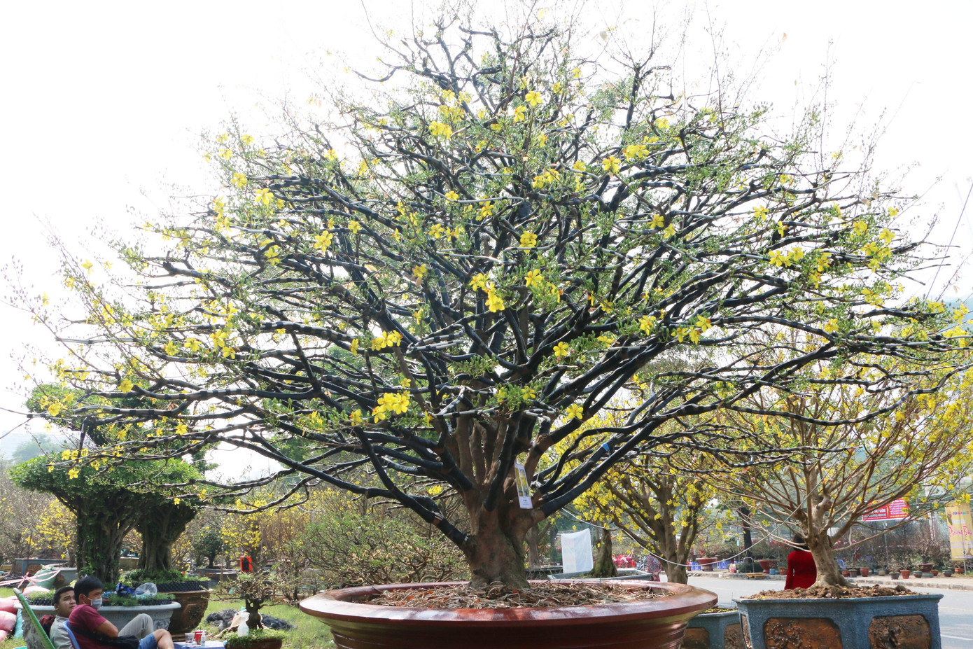 Ngoài cây mai "cụ" trăm năm tuổi, khu vực kinh doanh của anh Hải còn có cây mai vàng cổ 70 năm tuổi giá 2,2 tỷ đồng, đây là loại mai hương, hoa có mùi thơm dễ chịu.