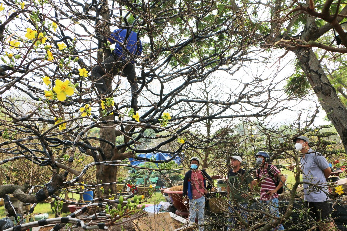 Nhiều người quan tâm đến cây mai "khủng" của anh Hải.