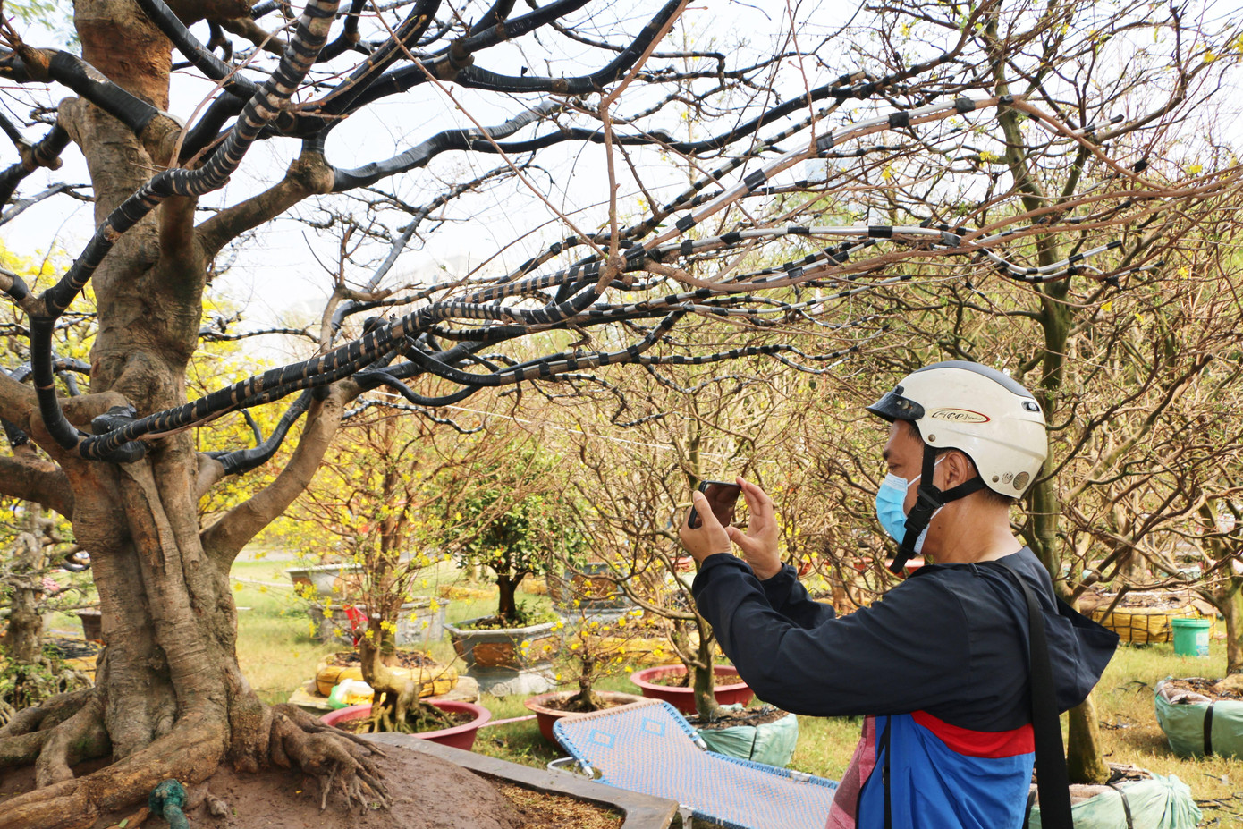"Cụ Mai" giá 4 tỷ thu hút nhiều người đến tham quan, chụp ảnh.