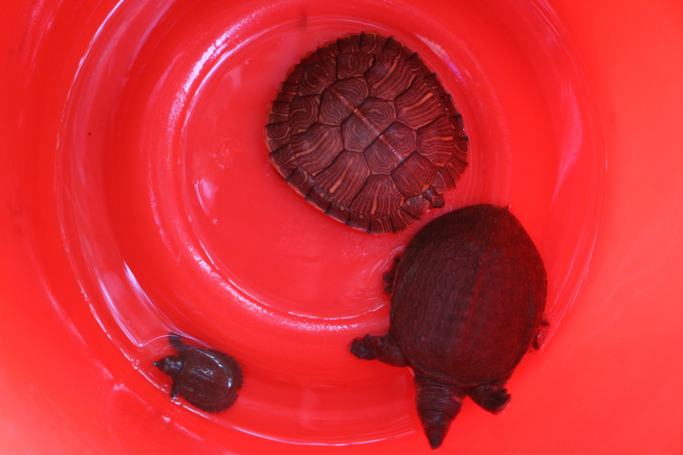 Ngoài thả cá, nhiều người còn phóng sinh rùa.