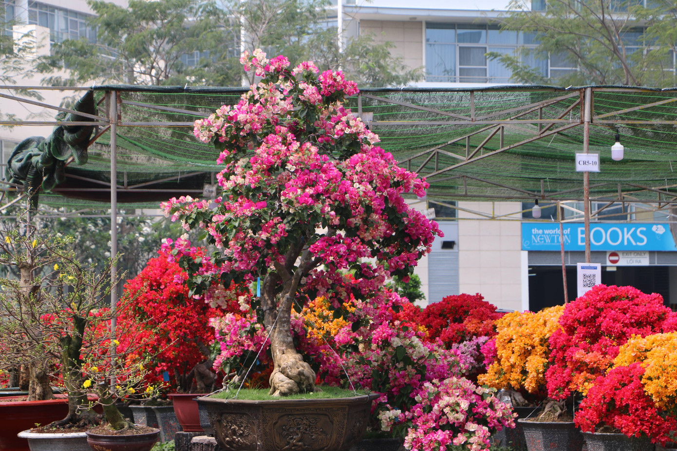 Ngoài mai vàng, chợ hoa xuân Phú Mỹ Hưng còn có nhiều loại cây cảnh với nhiều hình dáng độc đáo, lạ mắt.