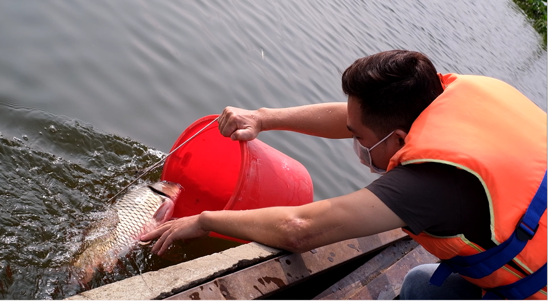 Một con cá chép lớn được phóng sinh xuống sông.