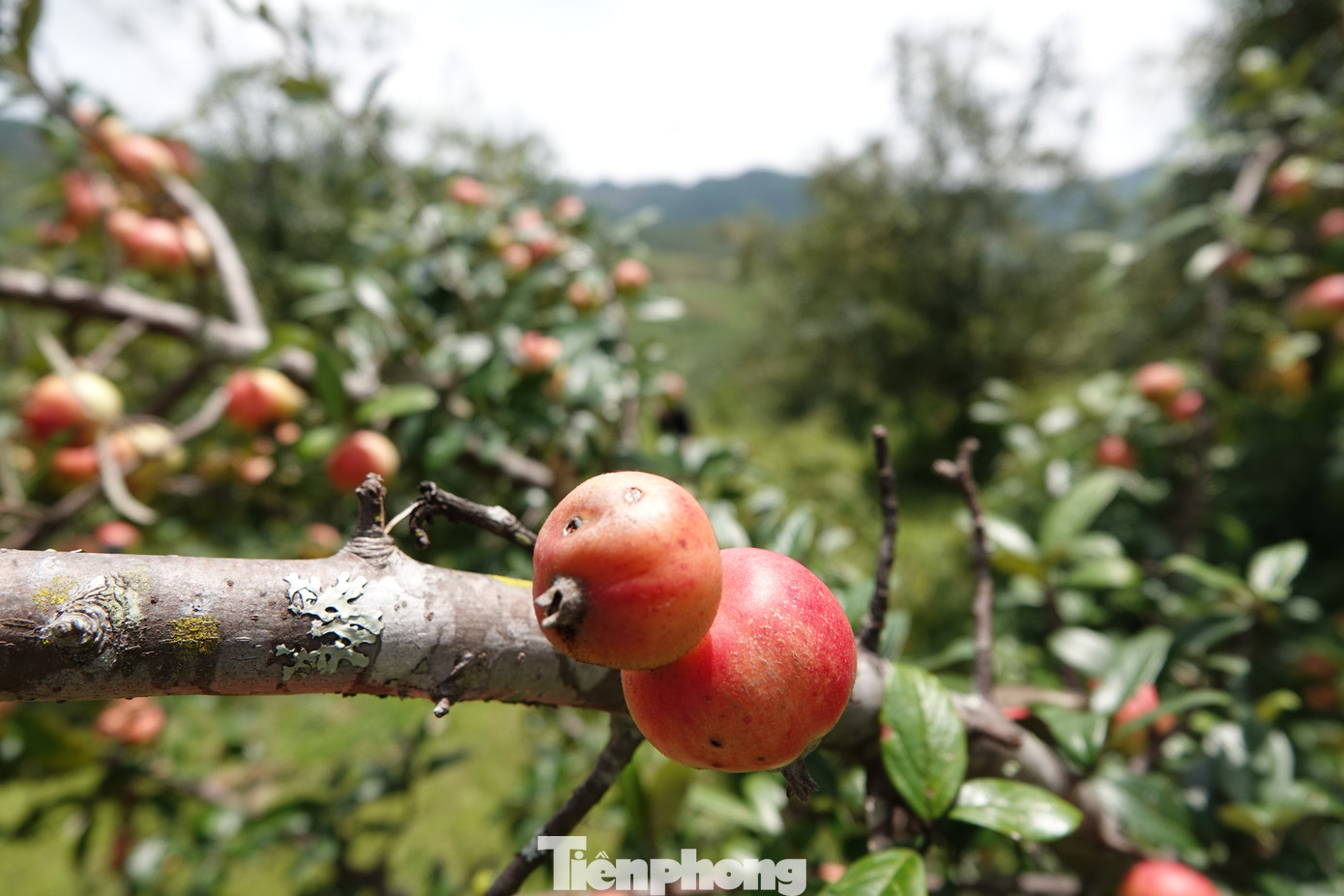 Những ngày đầu tháng 9, trên khắp các dải núi cao của huyện, bà con tấp nập thu hoạch quả sơn tra. Từng đoàn xe máy chở những bao tải quả sơn tra đi lại nhộn nhịp.