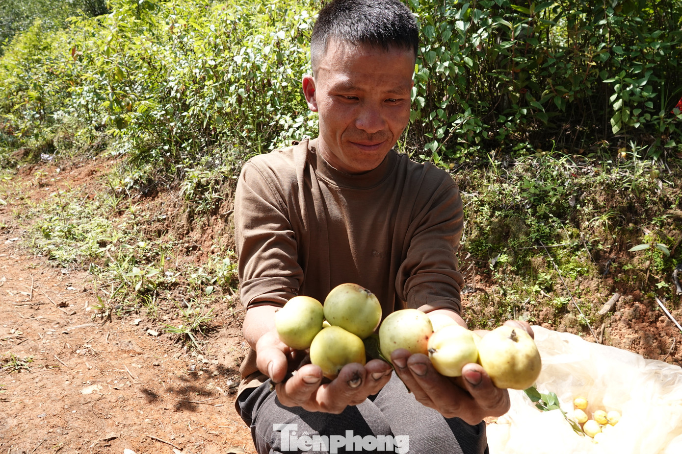 Ngoài ra, người dân còn được khuyến khích trồng các loại cây sơn tra mới giúp nâng cao năng suất, chất lượng quả để đảm bảo nguồn cung ứng cho thị trường.