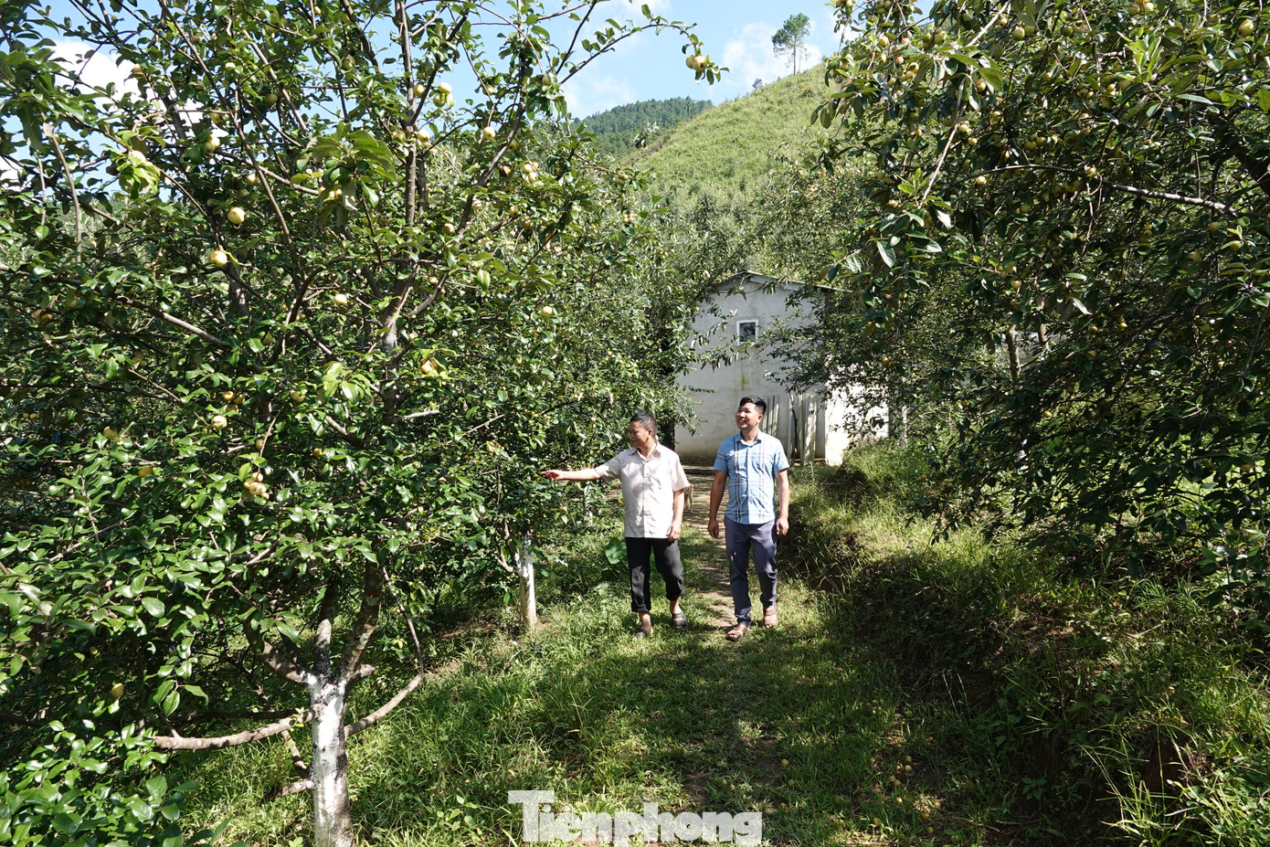 Diện tích trồng cây sơn tra tập trung chủ yếu ở các xã Nậm Có, Nậm Khắt, Lao Chải, Púng Luông, La Pán Tẩn, Chế Cu Nha, Chế Tạo… Nhiều năm qua cây sơn tra trở thành một cây trồng mũi nhọn trong kinh tế nông, lâm nghiệp của huyện Mù Cang Chải.