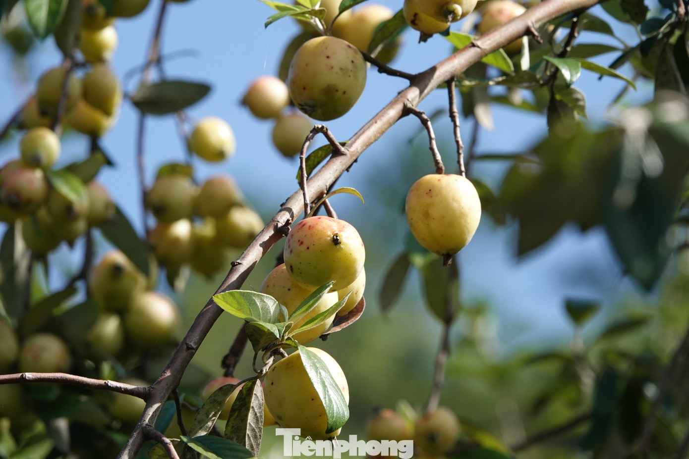 Tại bản Trống Khua, xã Lao Chải, ngay từ sáng sớm, gia đình chị Sùng Thị Bla mang theo cơm nắm lên rừng để thu hoạch quả.