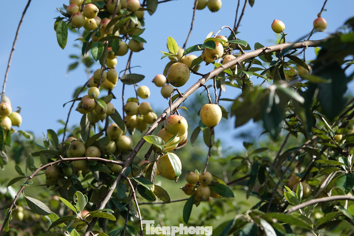 Chị Sùng Thị Bla kể gia đình tôi có gần 2 ha cây sơn tra đã cho thu hoạch. Năm nào cũng vậy, cứ đến mùa thu hoạch là tôi phải huy động cả nhà, rồi nhờ anh em trong bản đến thu hoạch giúp cho kịp thời vụ.