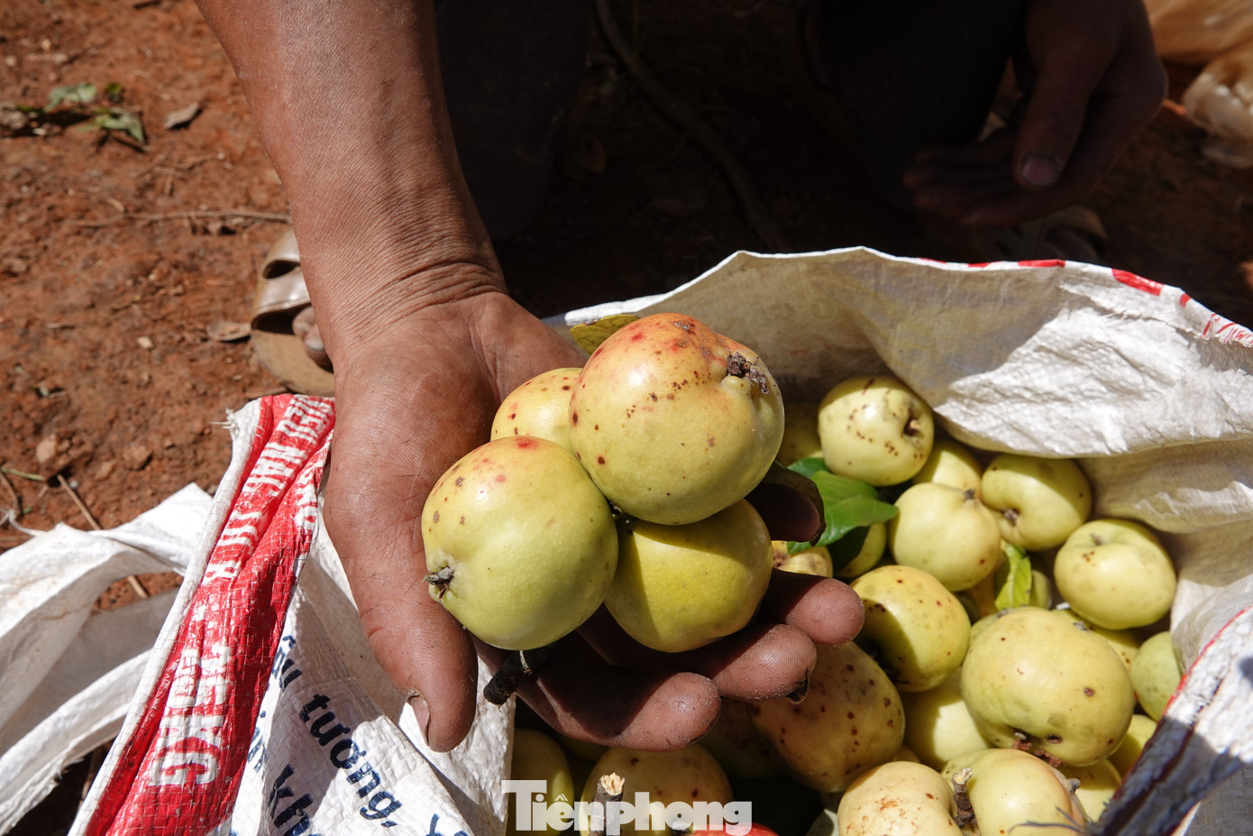 Để khắc phục, huyện đẩy mạnh việc liên kết tiêu thụ với các nhà phân phối, bán hàng tại các trung tâm, thành phố, thành lập tổ hợp tác xã thu mua và chế biến sản phẩm quả sơn tra trên địa bàn huyện.