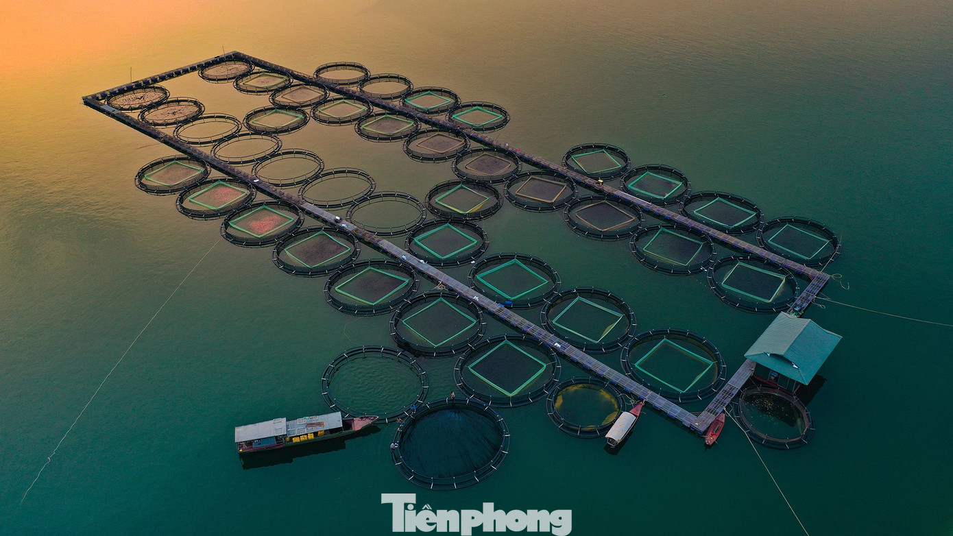 Ở khu vực giữa lòng hồ, do mực nước xuống thấp, các hộ nuôi cá lồng, bè lo lắng cá sẽ thiếu ô-xy, ngạt khí chết nếu tình trạng trên còn kéo dài.