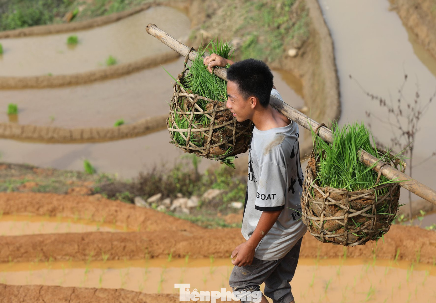 Cả thôn, bản cùng nhau cấy lúa tập thể, người có sức khỏe giúp người già yếu, neo đơn. Gia đình hoàn thành xong phần ruộng nhà mình đi hộ, đổi công cho các gia đình khác.