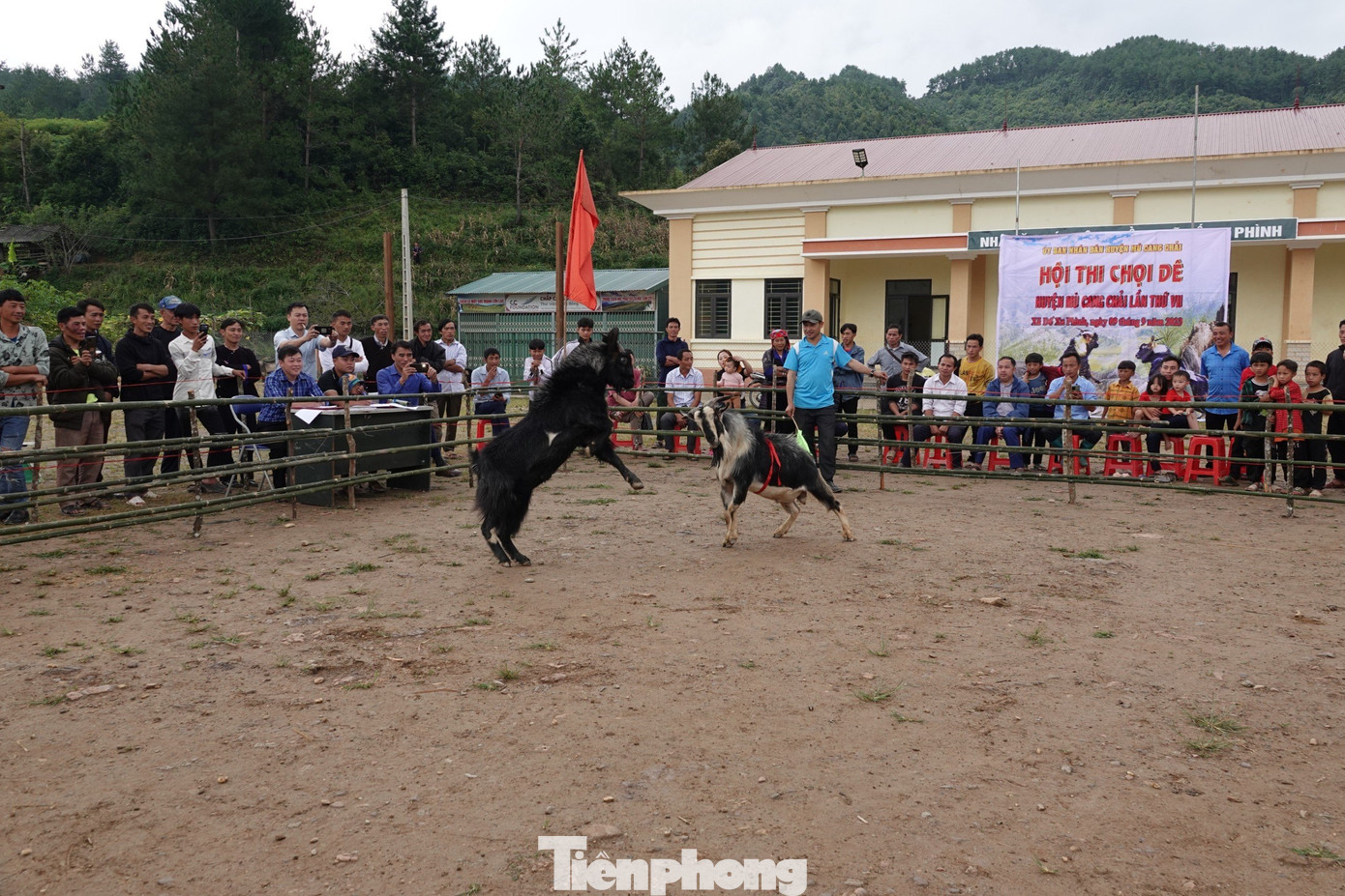 Được biết, sau hội thi, tất cả các “đấu sĩ” sẽ được chăm sóc và thả lại về đàn để tiếp tục nhân giống, tạo ra đàn dê khỏe mạnh nhằm duy trì nguồn gen tốt, tăng nhanh số lượng đàn, góp phần thúc đẩy kinh tế - xã hội địa phương phát triển.
