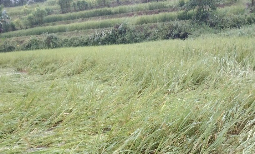 Có đến 1.652 ha hoa màu ở Hòa Bình bị ảnh hưởng do mưa lũ. Ảnh: NDCC.