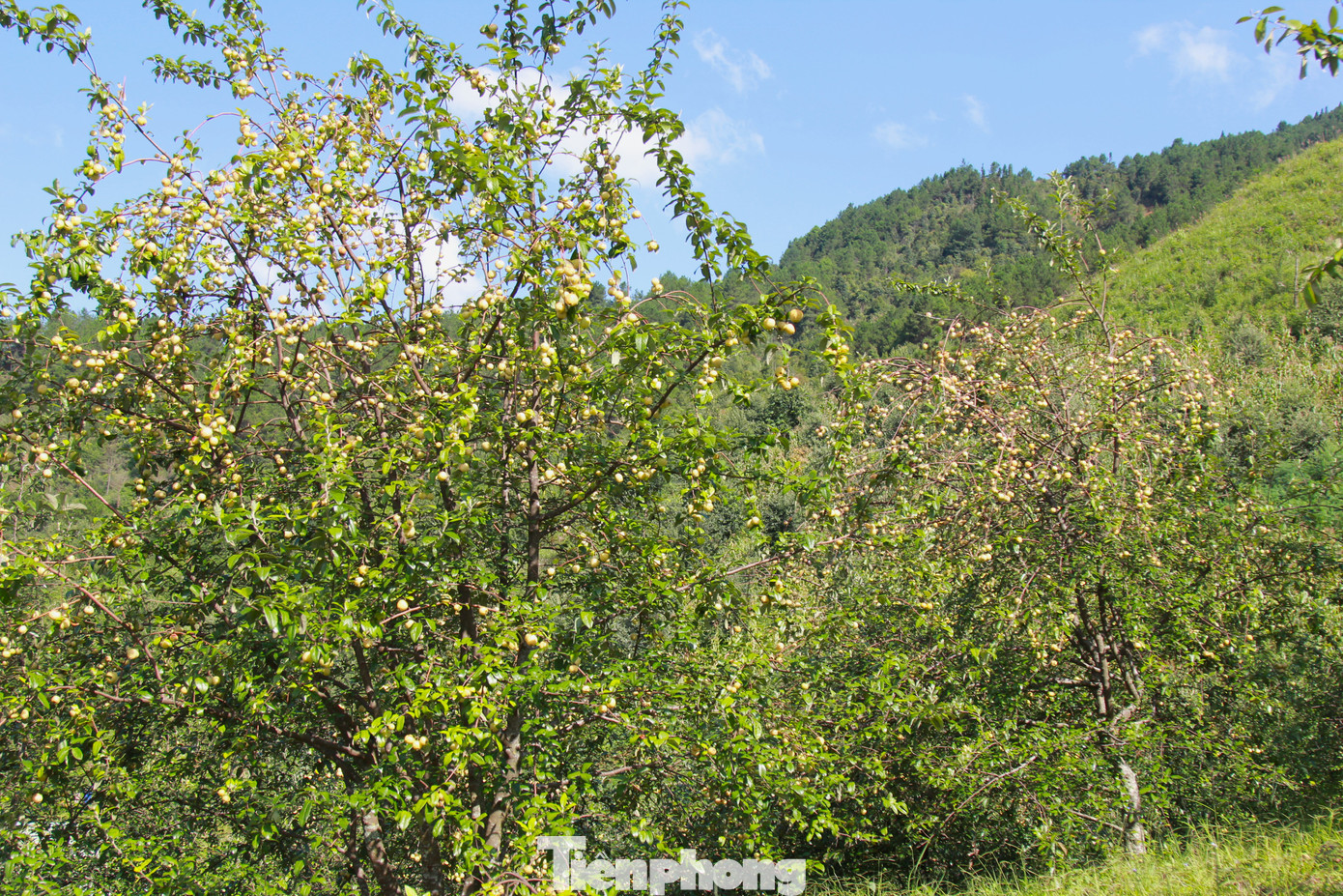 Quả sơn tra được người vùng cao Mù Cang Chải gọi với cái tên giản dị mà chân thật là quả táo Mèo hay quả "chua chát". Trên địa bàn huyện hiện có trên 6.000 ha cây sơn tra, trong đó trên 3.000 ha đã cho thu hoạch với sản lượng 3.000 tấn mỗi năm.